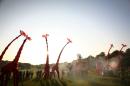 les girafes 065 * 4368 x 2912 * (4.01MB)
